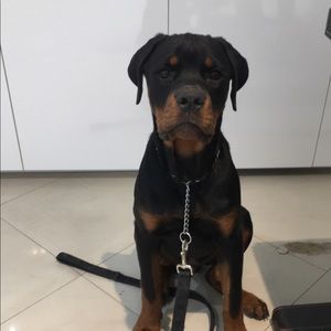 Meet your Posher, Jaime